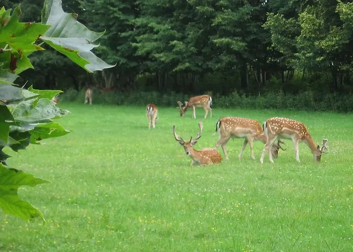 旅馆 Eden 赞德沃特